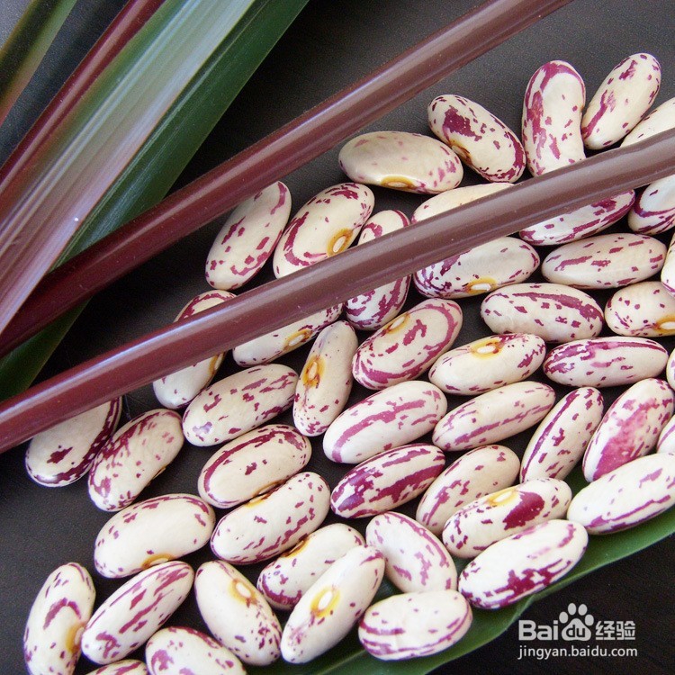 奶花芸豆如何出口