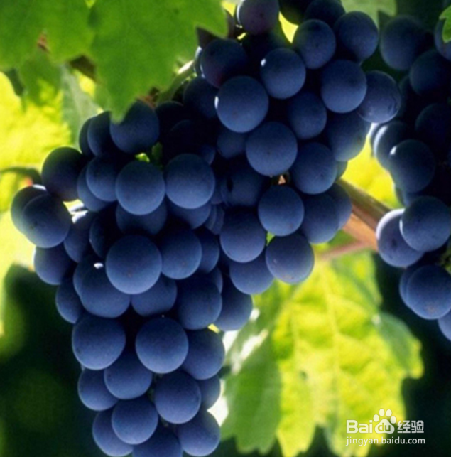 如何种出精品葡萄
