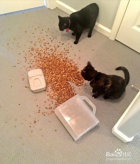 年轻人不要轻易吸猫喔，一日吸猫，终生被奴役！