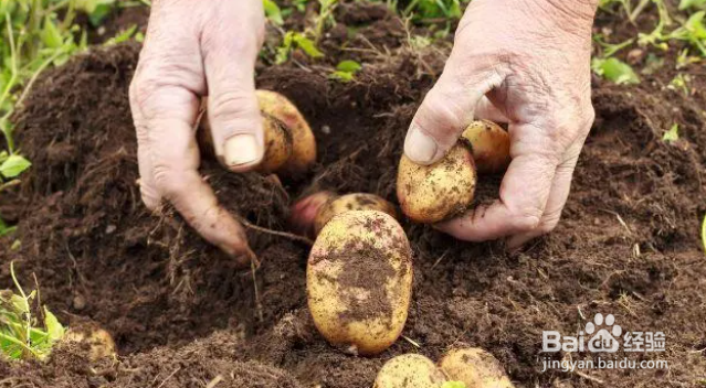 现在菜园适合种什么菜