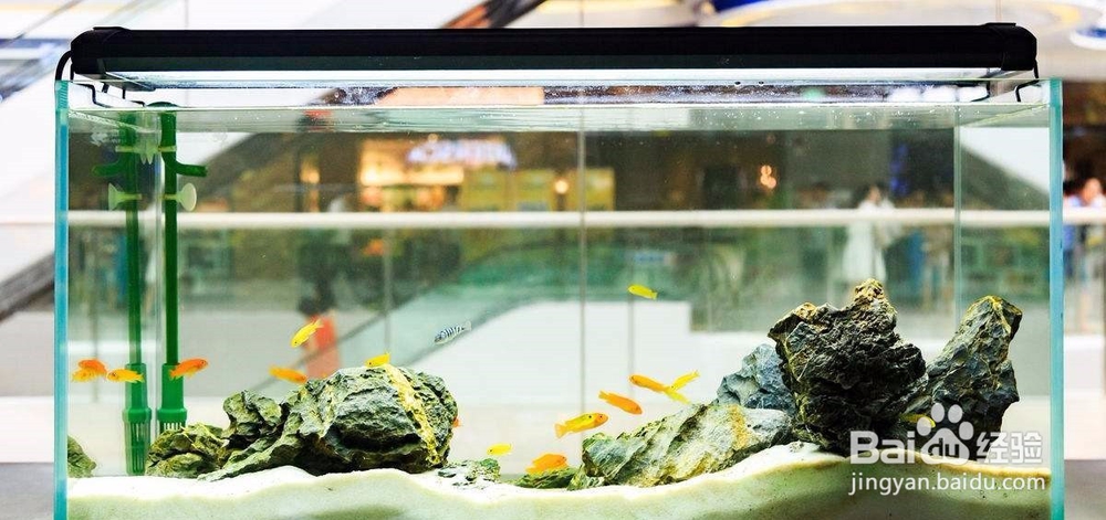 ​水族箱的置景材料和配景材料各有哪些