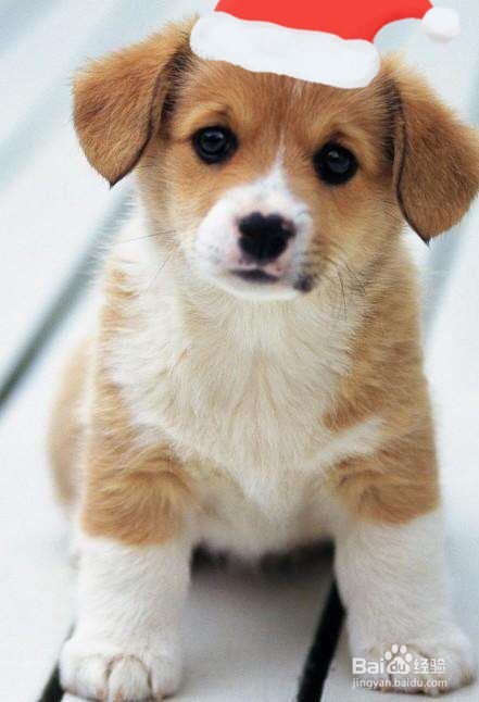 微信头像图如何添加圣诞帽