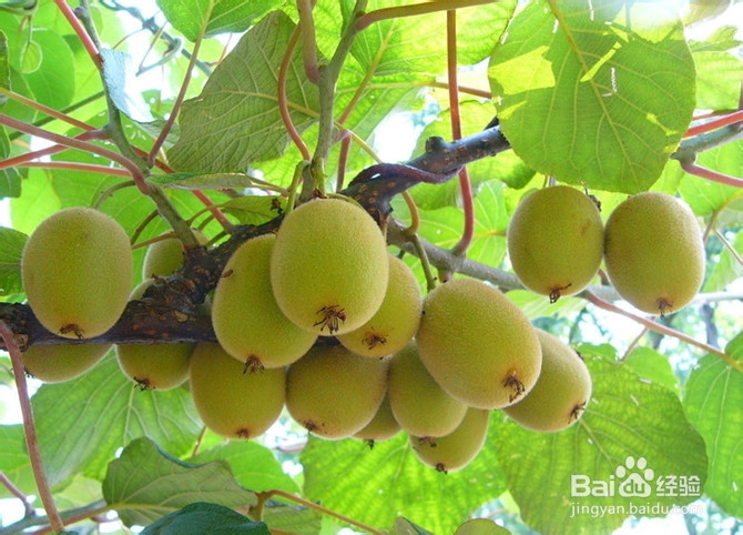 义务大陈农业旅游不瞎玩，月月新鲜吃不停！