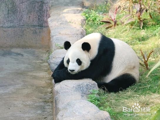 “辣味之乡”东莞有哪些好玩的地方?