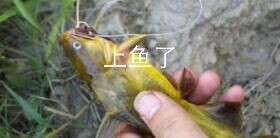 白天怎么钓黄辣丁