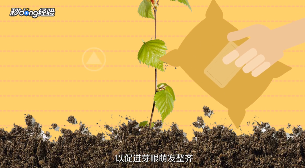 葡萄用什么肥料好