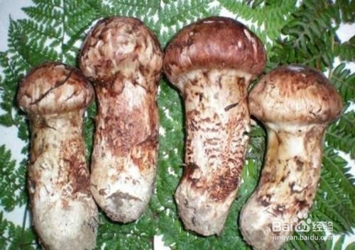 松茸的作用以及食用禁忌