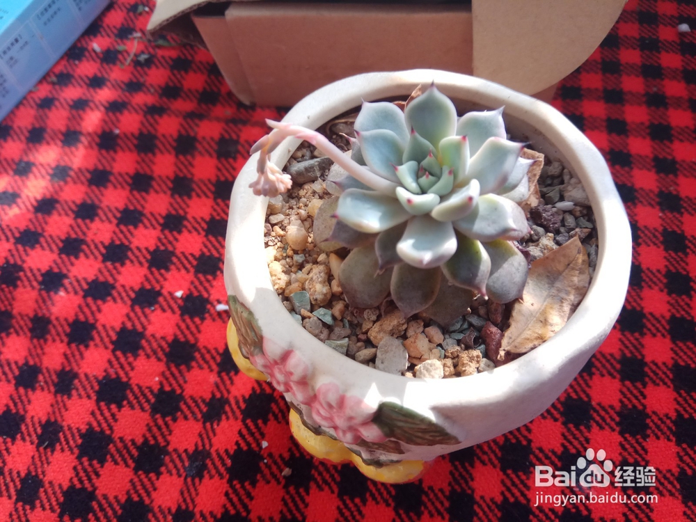 多肉里面长新芽怎么办