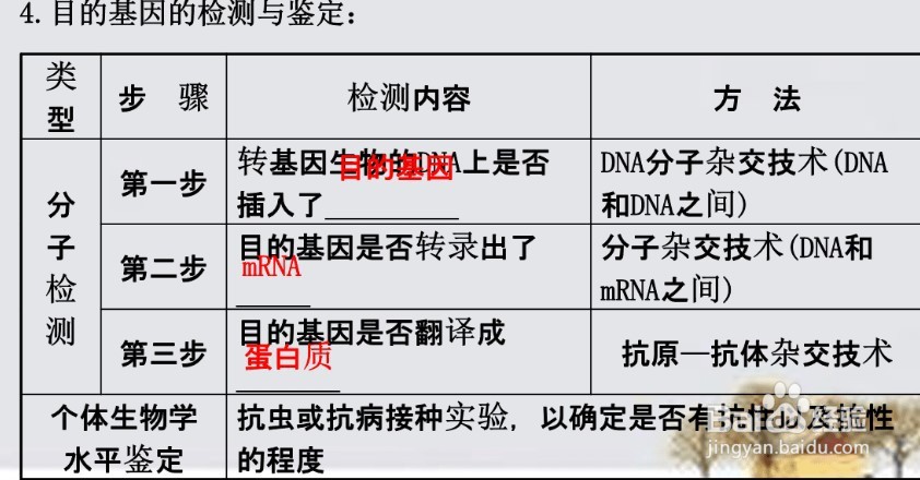 目的基因的检测与鉴定图片