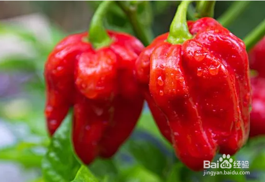 辣椒树叶子卷起来了怎么办