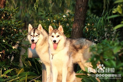 保护狗狗的牙齿需要小技巧