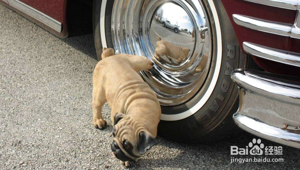 <b>狗尿对轮胎的影响有哪些 怎样防止狗尿轮胎</b>