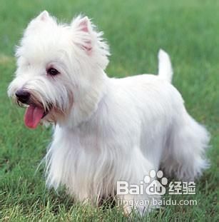 西高地白梗多少钱