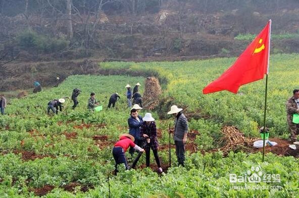 花椒树种植方法