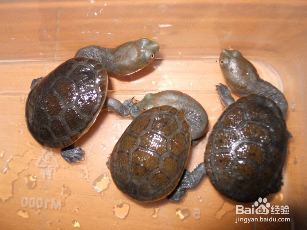 长颈龟龟苗怎么养