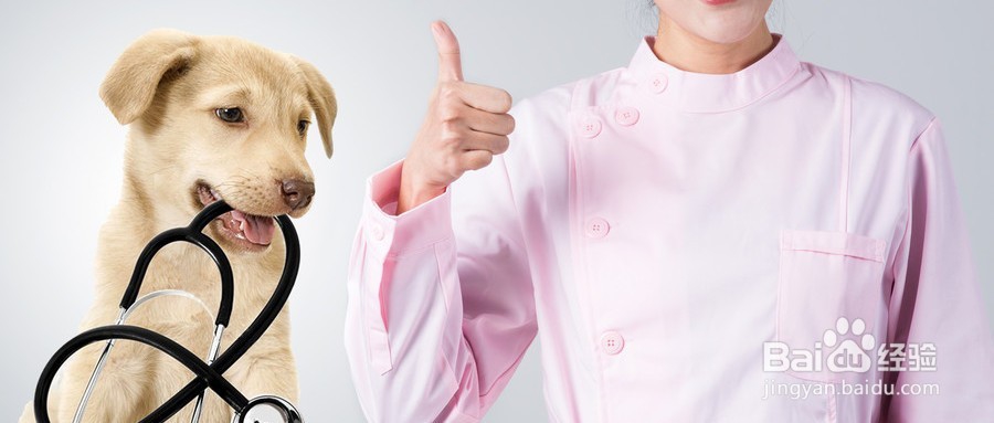 宠物打完疫苗后出现鼓包怎么办?