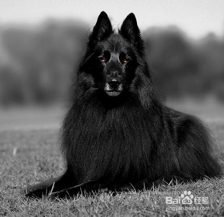 边境牧羊犬多少钱一只