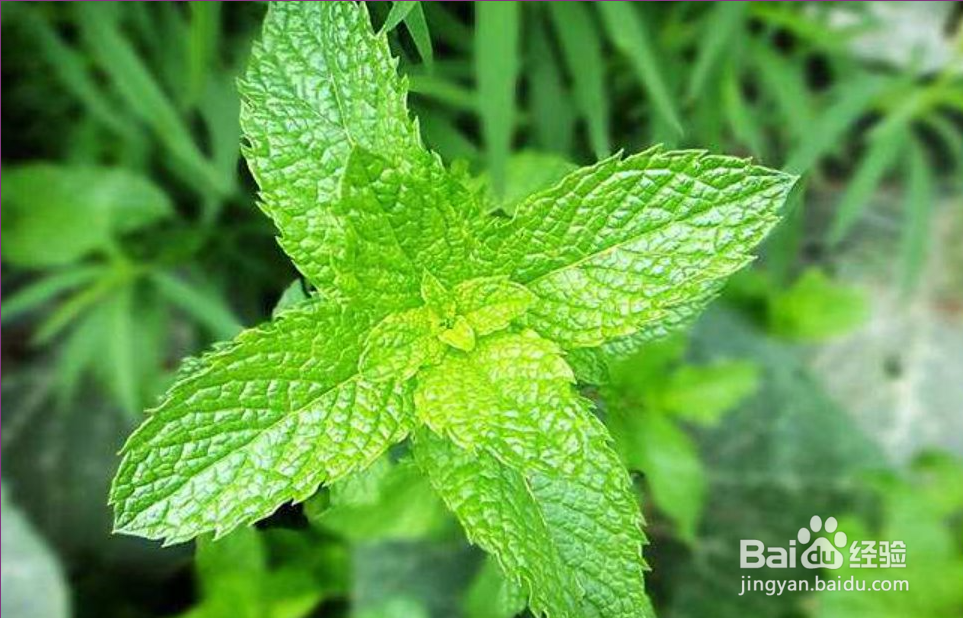 薄荷有什么功效以及薄荷怎么食用