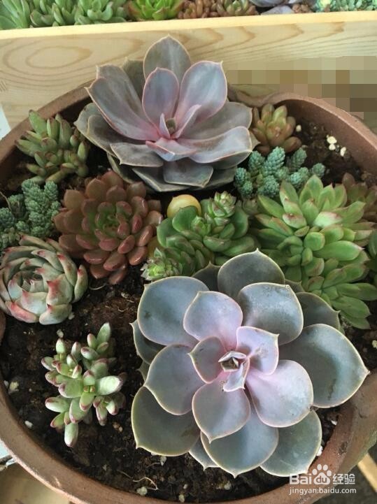 新手养多肉植物需要注意什么