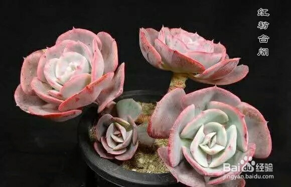 常见多肉植物养殖7