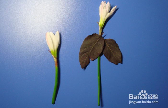 植物艺术画拼装旅行中的女孩