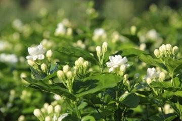 如何让茉莉多开花?
