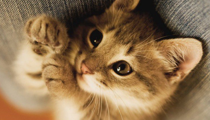 为什么不给猫咪吃虾呢