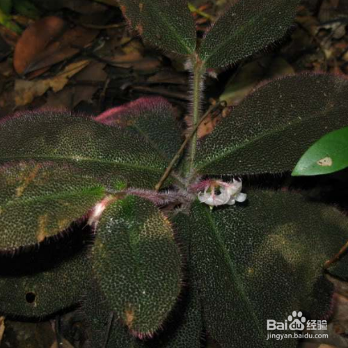 虎舌红的培育方法和注意事项