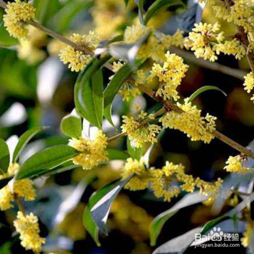 桂花树的叶子干了怎么办？