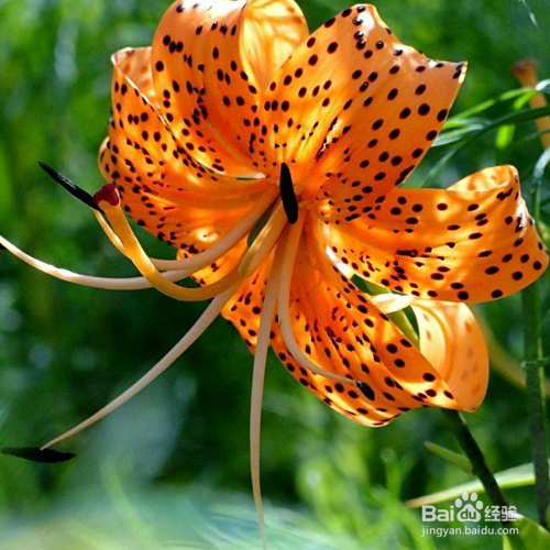 卷丹百合的培育方法和注意事项