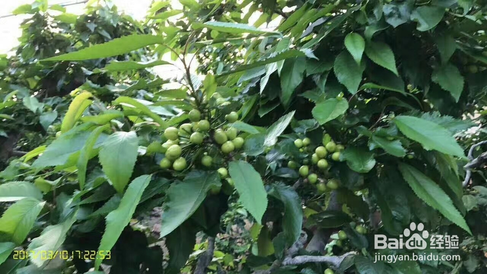 樱桃烘干机大樱桃热泵烘干机真的好用哦!