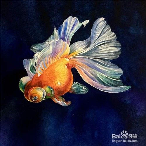 水彩画 金鱼的画法 百度经验