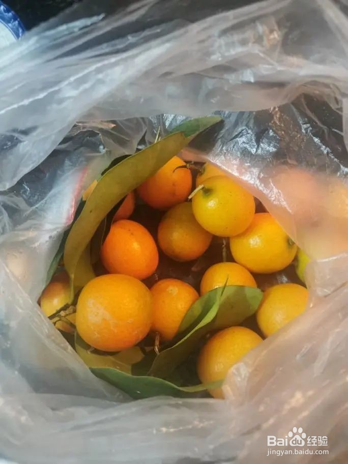 如何制作冰糖金桔,有效针对反复咳嗽?