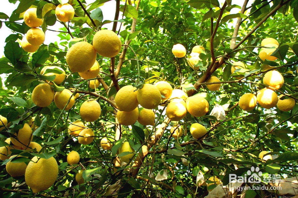 女生夏季必备美容水果