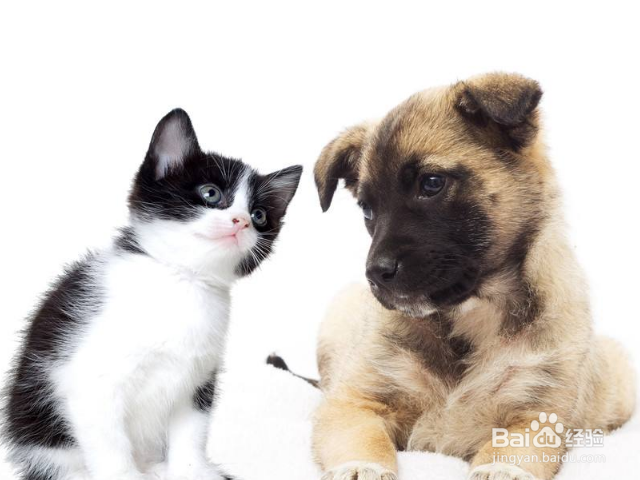 怎么让狗狗保持安静？