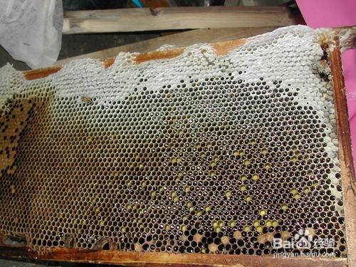 如何保存花粉脾