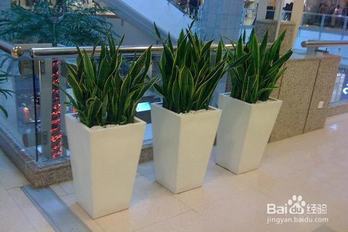 哪些花适合养在卧室