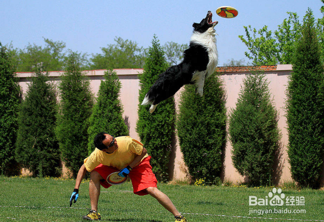 边境牧羊犬掉毛厉害,这种方法让家中更干净!