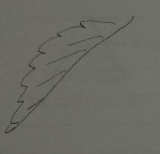 教你画树叶的简笔画