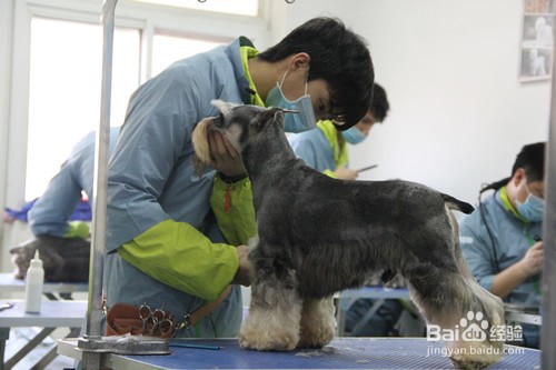 学宠物美容去哪里好呢