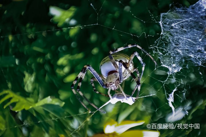 以下哪种动物的眼睛更多?支付宝蚂蚁庄园