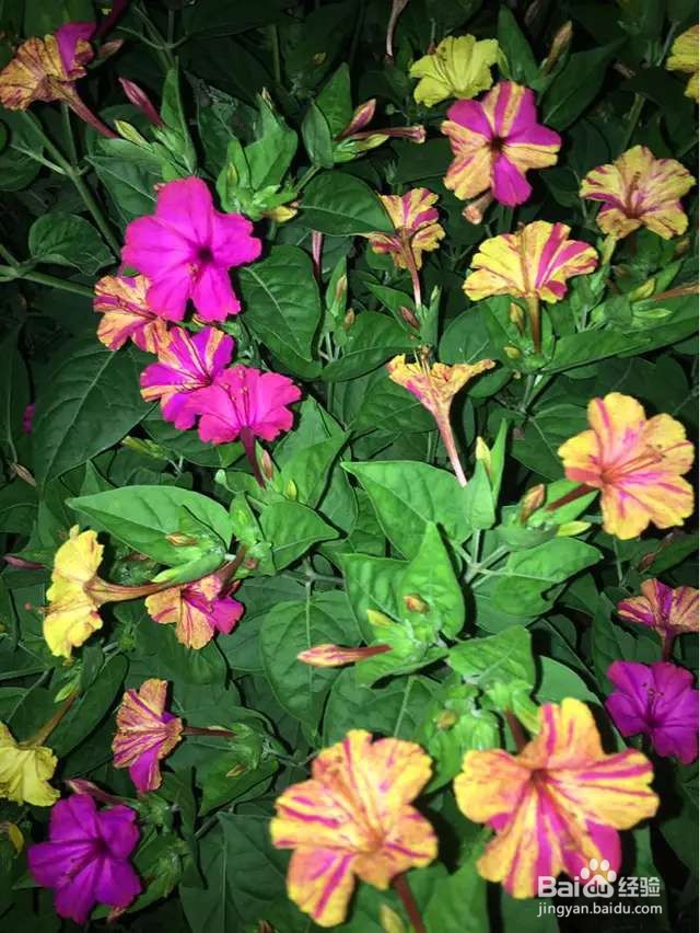 小时候的晚饭花,总在吃饭时开花,现在却少见