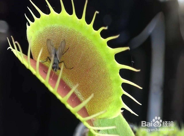 食蝇草怎么养护