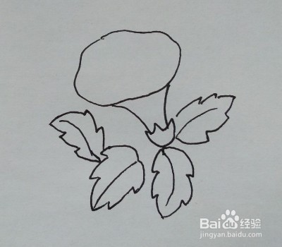 花卉简笔画:如何一步一步画牵牛花