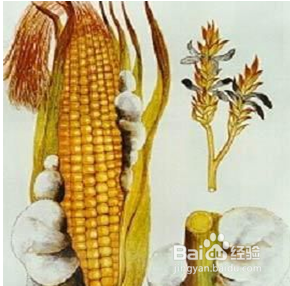 玉米锈病的防治方法
