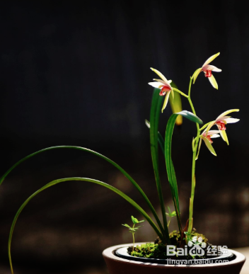梅雨季节兰花怎么养