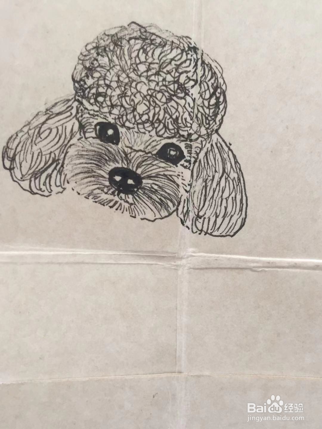 彩铅画教程之萌宠泰迪犬