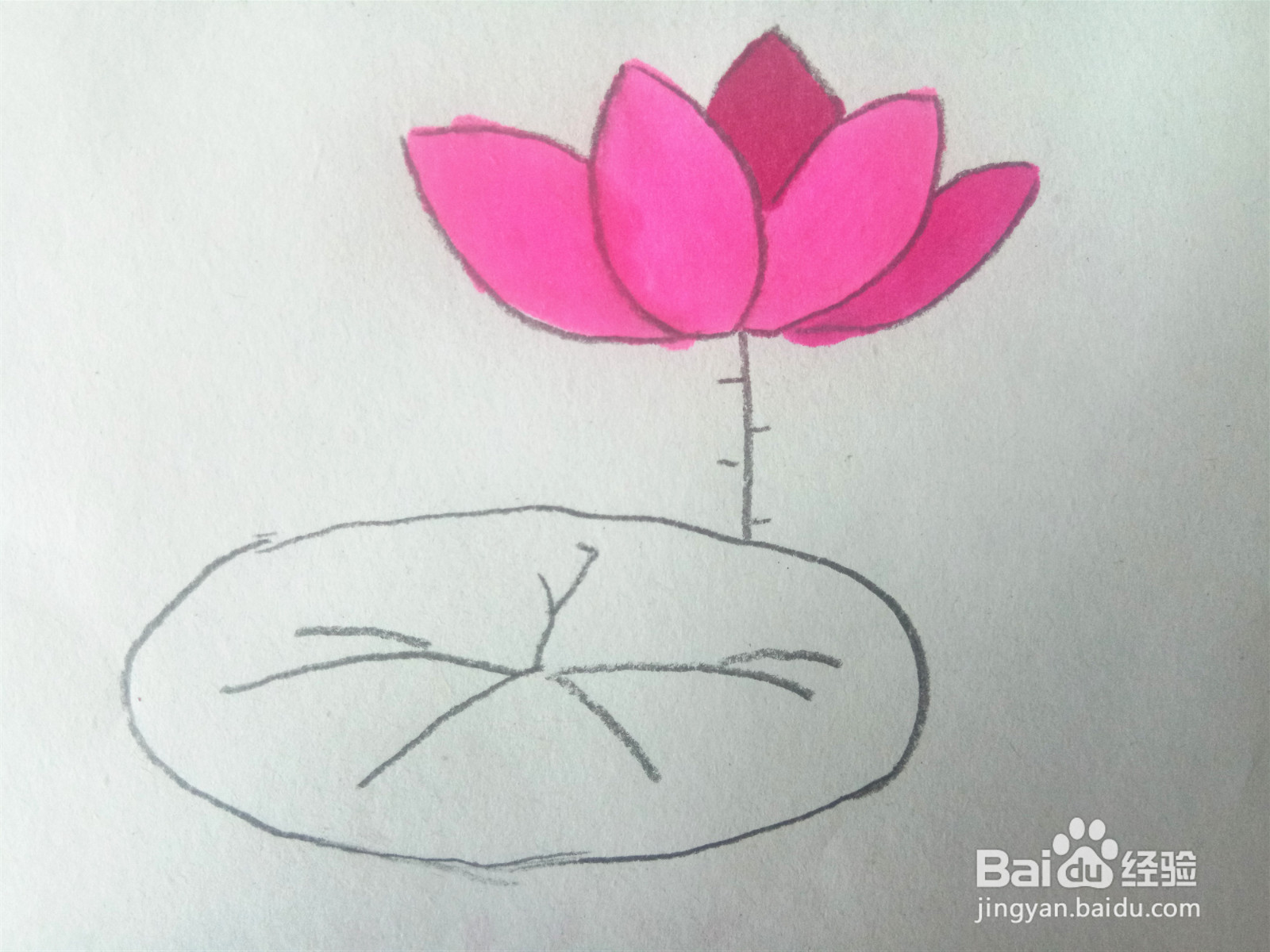 荷花的简笔画怎么画？