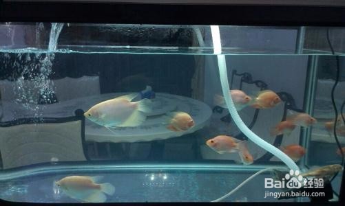 溢流区的便便怎么清理