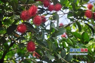 红毛丹怎样吃 孕妇吃红毛丹的好处